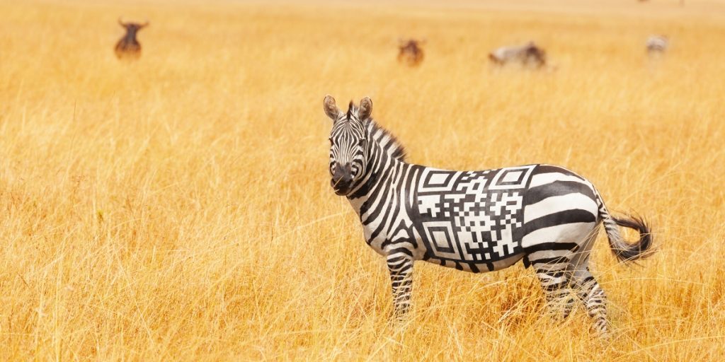 zebra with qr code